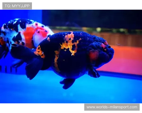 博鱼下注网优惠活动持续更新最新促销信息一站式获取